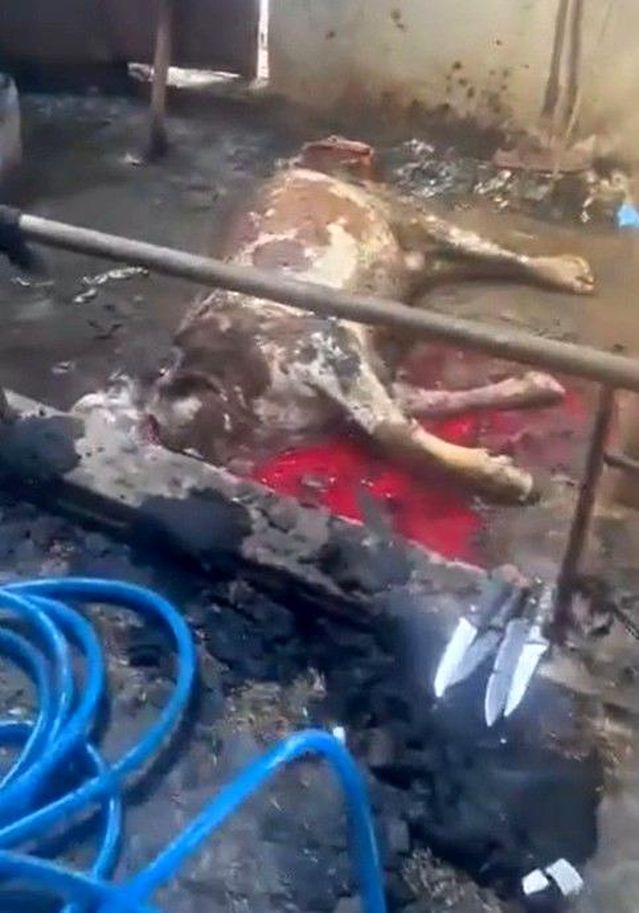 Kayseri İncesu'da Ahır Yangını 12 Büyükbaş Hayvanın Ölümüne Yol Açtı