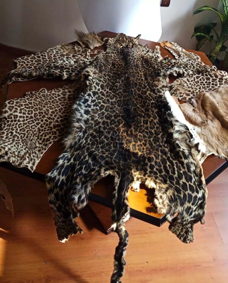 Çukurova Havalimanı'nda Yabancı Yolcunun Bagajında Kaçak Leopar ve Baykuş Ürünleri Yakalandı