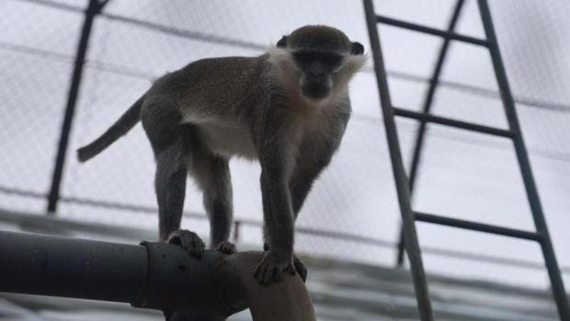 Firari Maymun İkinci Kez Ormanlık Alanda Yakalandı