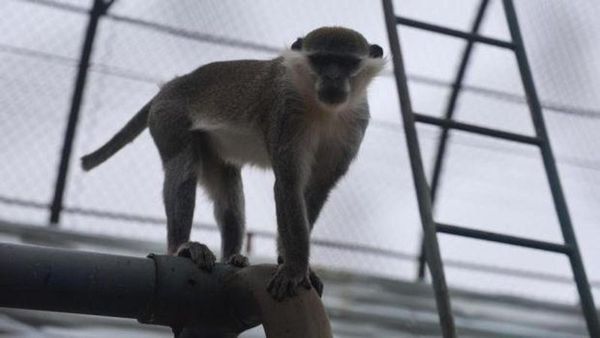 Firari Maymun İkinci Kez Ormanlık Alanda Yakalandı