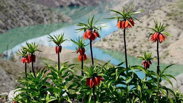 Şırnak'ta Ters Laleler Baharın Gelişini 700 Bin Lira Cezayla Müjdeliyor