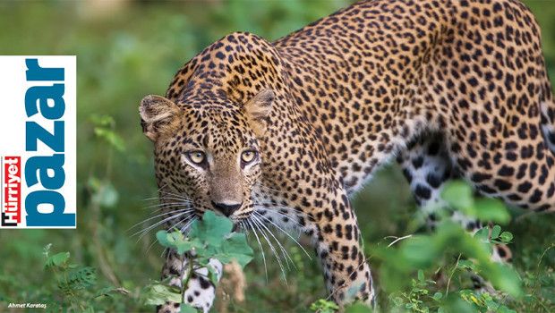 IUCN Verilerine Göre Türkiye'deki Tehdit Altındaki Türler ve Koruma Durumları