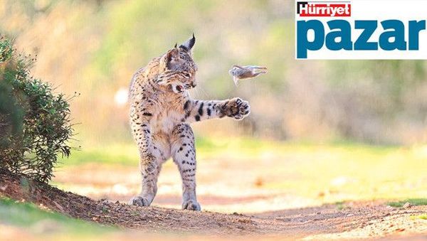 İstanbul’dan Geçen 1 Milyon Leylek ve Doğanın Diğer Renkli Görüntüleri