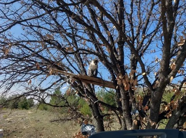 Çivril'de Ağaçta Fark Edilen Maymunlardan Biri Yakalandı ve Koruma Altına Alındı