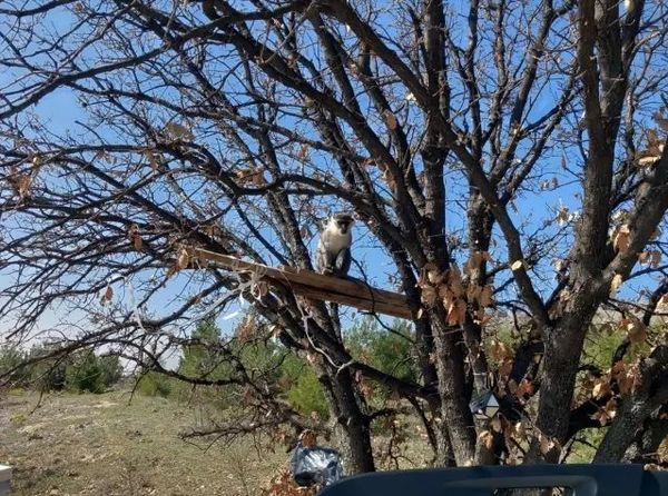 Çivril'de Ağaçta Fark Edilen Maymunlardan Biri Yakalandı ve Koruma Altına Alındı