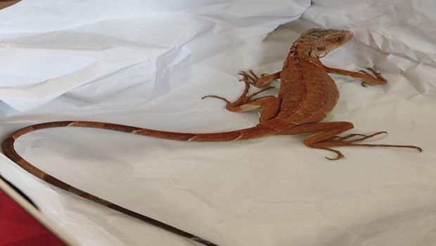 Nevşehir'de İzin Almadan İguana Besleyen Kişiye 15 Bin TL Ceza