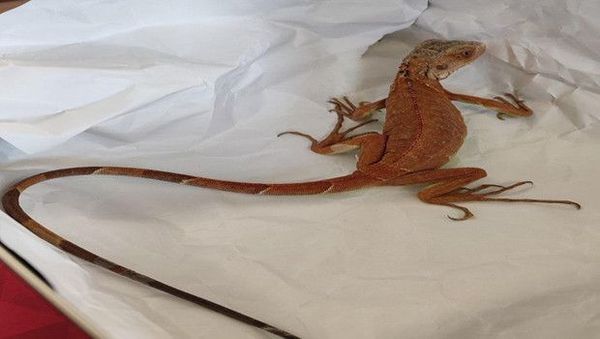 Nevşehir'de İzin Almadan İguana Besleyen Kişiye 15 Bin TL Ceza