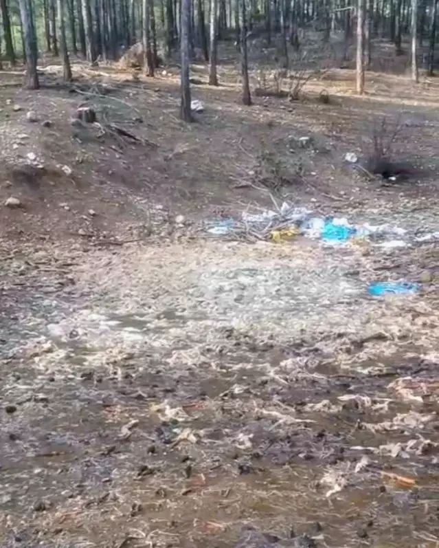 Tarsus Ormanına Yüzlerce Ölü Tavuk Atıldı, Sağlık Endişesi Oluştu