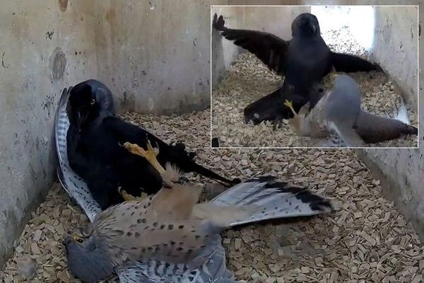 Kargalar, Yavrularını Kaybettikleri Kerkeneze Karşı Cesurca Saldırdı