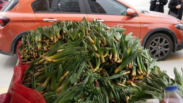 Dere Kenarlarında Doğal Olarak Yetişen Çiriş Otu Kilogramı 200 Liraya Satılıyor