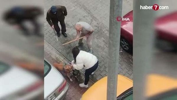 Tekirdağ Çorlu'da Ağızlıksız Pitbullun Saldırısı ve Sahip-Yurttaş Gerilimi