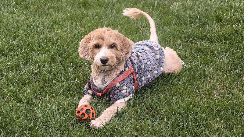 Köpeklerin En Eski Evcilleştirilme Kanıtları Türkiye'den Çıktı