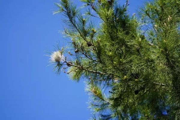 Çam Kese Tırtılı Antalya'da Bahar Aylarında Artış Gösteriyor
