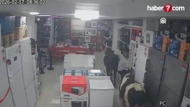 Batman'da Sahibinden Kaçan İneklerin İş Yerine Girmesi Güvenlik Kamerasında