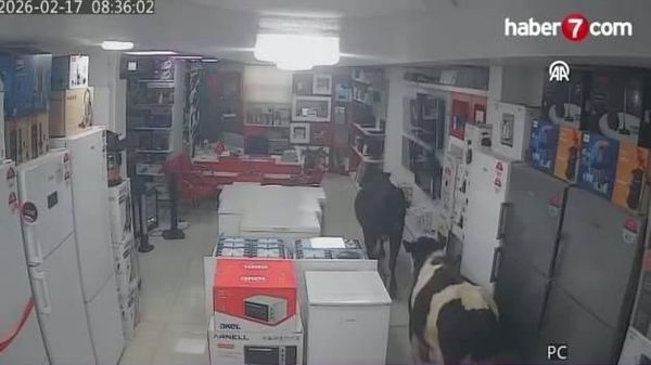 Batman'da Sahibinden Kaçan İneklerin İş Yerine Girmesi Güvenlik Kamerasında