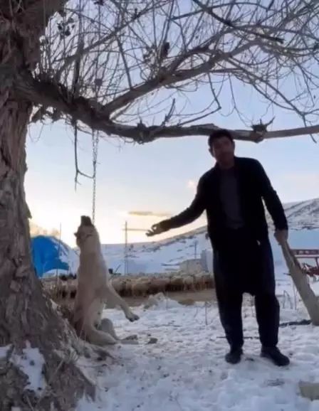 Kayseri'de Zincirle Ağaca Asılan Köpeğin Ölümü Sonrası Şüpheli Gözaltında