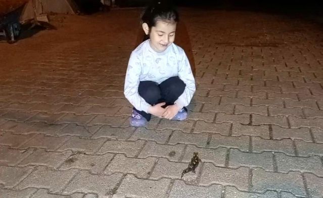 Nesli Tehlike Altında Olan Türk Semenderi Adana Feke'de Görüldü