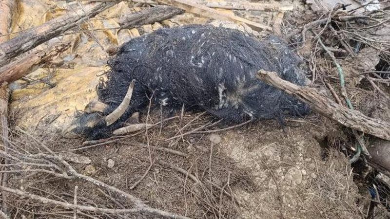 Van'da Aşırı Yağış Sonrası Çöken Ahırda 20 Küçükbaş Hayvan Telef Oldu