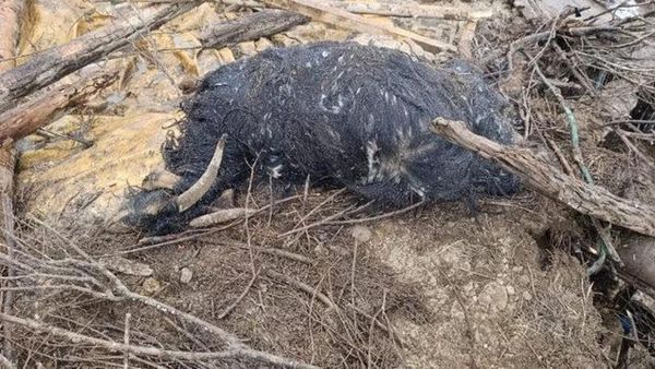 Van'da Aşırı Yağış Sonrası Çöken Ahırda 20 Küçükbaş Hayvan Telef Oldu