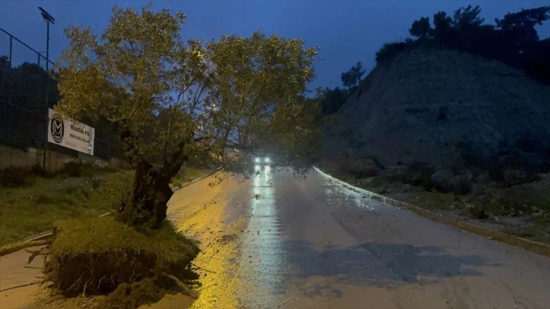 Aydın'da Sağanak Nedeniyle Kökünden Sökülen Zeytin Ağacı Sokakta Sürüklendi