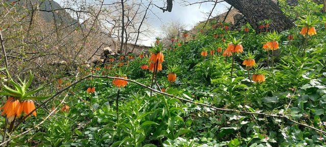 Siirt Pervari’de Baharla Birlikte Ters Laleler Çiçek Açtı