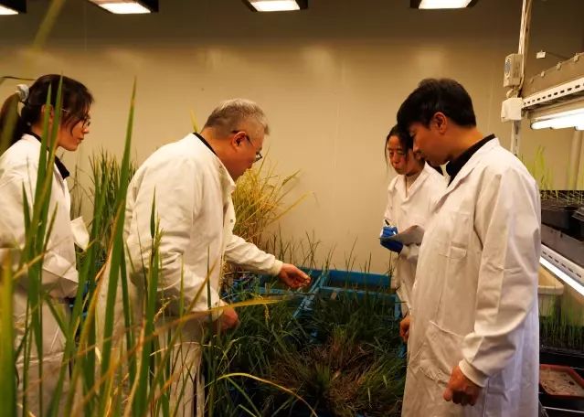 Çinli Bilim İnsanları Çok Yıllık Çeltik Geliştirdi