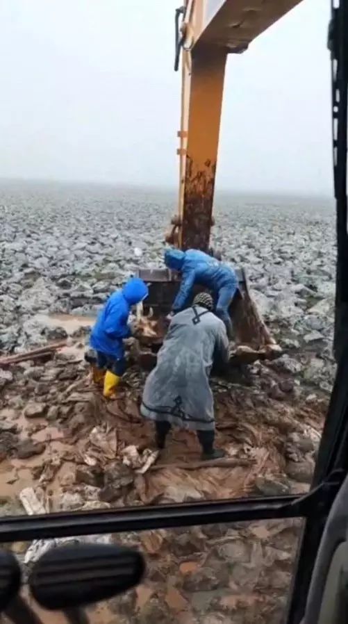 Şanlıurfa Viranşehir'de Çamura Saplanan İnek Kepçe ile Kurtarıldı