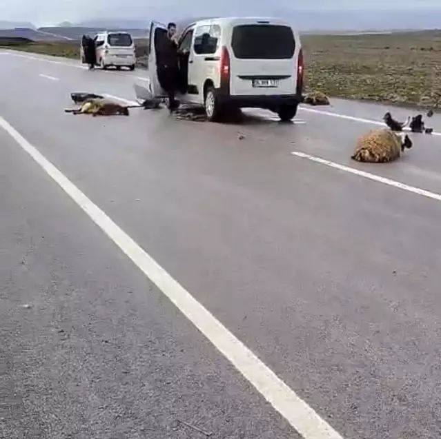 Siverek'te Araç Koyun Sürüsüne Çarptı: 10 Koyun Telef Oldu