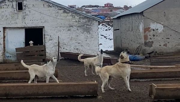 Kars'ta Çoban Köpekleri Dronu Fark Edip Havlayarak Tepki Gösterdi