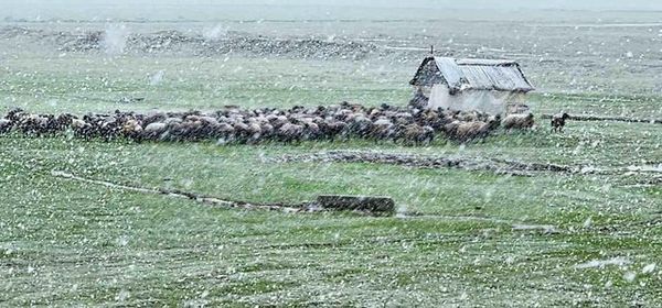 Muş'ta Nisan Ayında Yağan Kar Ulaşımı Zorlaştırıyor