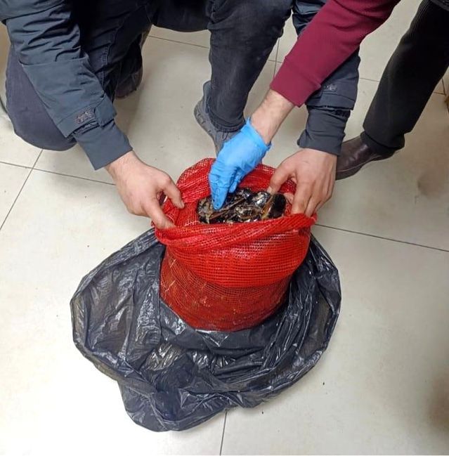Bursa ve Balıkesir'de 10 Ton Kaçak Midye Operasyonla Ele Geçirildi