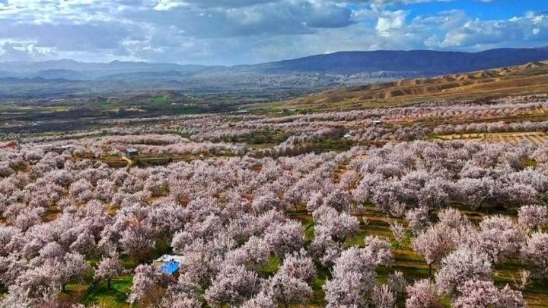 Darende’de Kayısı Ağaçları Beyaz Çiçeklerle Görsel Şölen Yarattı