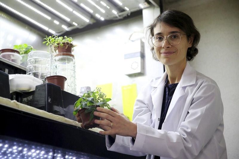 Türk Bilimciler Ay ve Mars Toprağında Domates Yetiştirmeyi Başardı