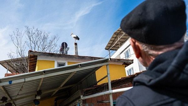 Bursa'da Leylekler Bahar Gelmeden Buluşuyor: Nazlı Erken Döndü, Yaren Bekleniyor