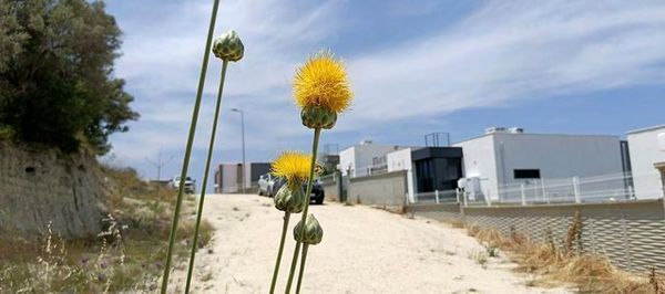 Aydın Kuşadası'nda Endemik Tülüşah Bitkisinin Yaşam Alanları Tehlikede