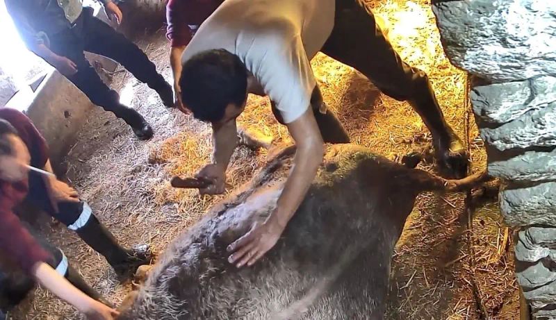 Aydın'da Doğum Zorluğu Yaşayan İnek Ekmek Bıçağıyla Sezaryenle Müdahale Edilip Telef Oldu