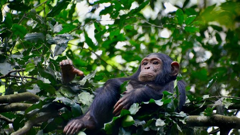Uganda’daki Şempanze Topluluğunda Bölünme Kanlı Çatışmaya Yol Açtı