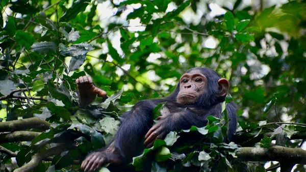 Uganda’daki Şempanze Topluluğunda Bölünme Kanlı Çatışmaya Yol Açtı