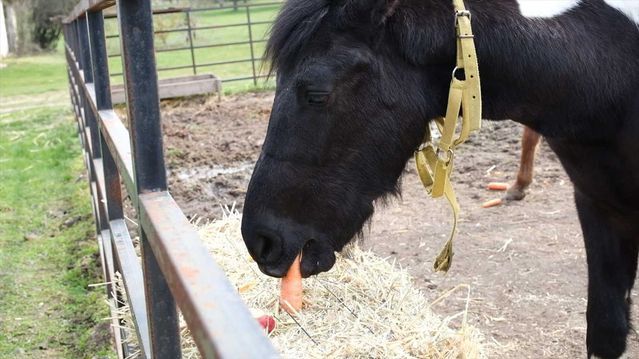 Balat, Türkiye'nin İlk Tüp Tayı 2. Yaşını Balıkesir Üniversitesi'nde Kutladı