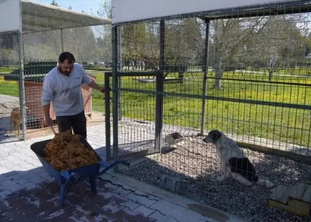 Konyaaltı Belediyesi, Sokak Hayvanları İçin Mama Üretimine Başladı