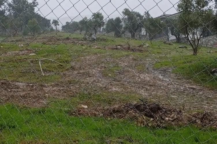 Özgür Özel'in Mitingi Öncesi 27 Zeytin Ağacı İzinsiz Kesildi, Valilik Soruşturma Başlattı