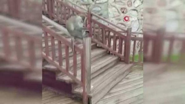 Denizli'de Kaçak Maymun Seyir Tepesi'nde Görüldü, Yakalama Çalışmaları Devam Ediyor