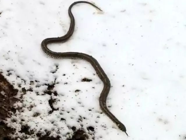 Yüksekova'da Camide Su Onarımı Sırasında Yaklaşık 1 Metrelik Yılanla Karşılaşıldı