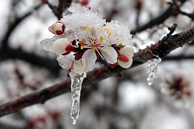 Meteoroloji 42 İl İçin Sarı Kodlu Zirai Don ve Yağış Uyarısı Yaptı