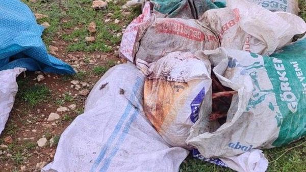 Şanlıurfa'da Çuval İçinden At Leşi Çıktı, Jandarma İnceleme Başlattı