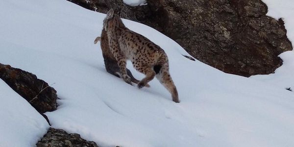 Erzincan'da Nesli Tehlike Altındaki Vaşak Avı Kameraya Yansıdı