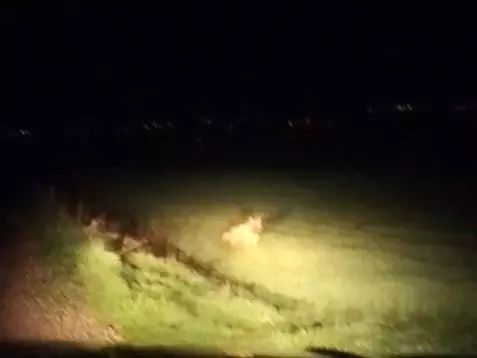 Besni'de Nesli Tehlike Altındaki Çizgili Sırtlan Görüntülendi