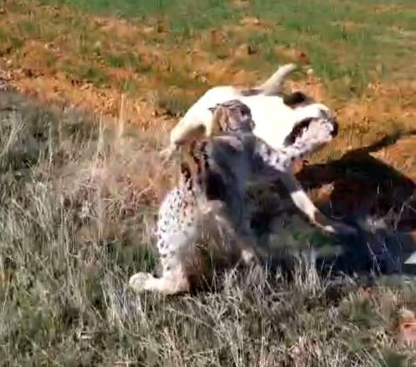 Malatya'da Nesli Tehlike Altında Olan Vaşak ile Köpek Arasında Kavga Yaşandı