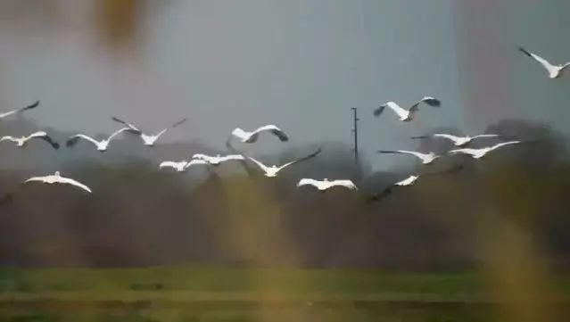 Boğazköy Barajı'nda Pelikanların Ziyareti Devam Ediyor