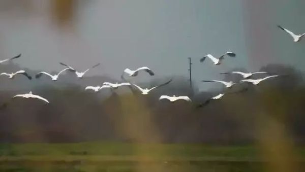 Boğazköy Barajı'nda Pelikanların Ziyareti Devam Ediyor